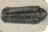 Detailed Reedops Trilobite - Atchana, Morocco #189837-2